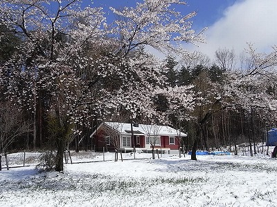 春の雪２.jpg