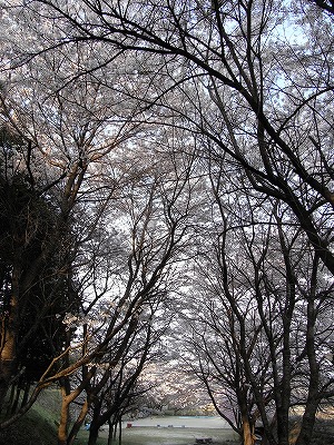 桜のアーチ.jpg