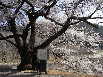関の桜の下.jpg