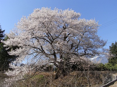 関の桜.jpg